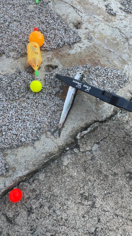 サヨリが釣りたいのに