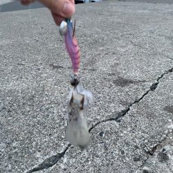 好調！日本海エギング