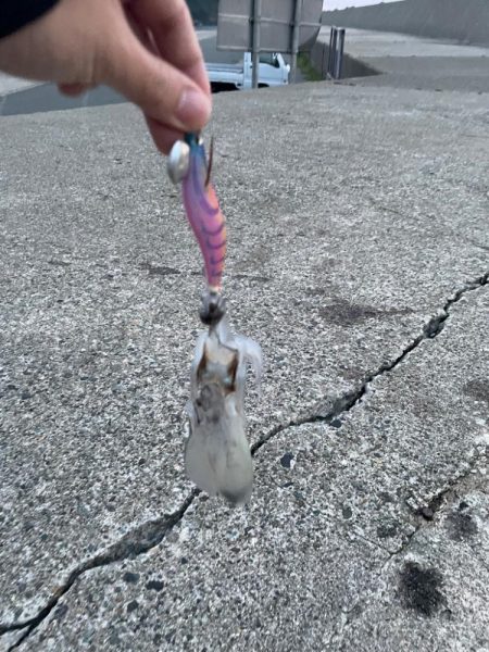 好調！日本海エギング