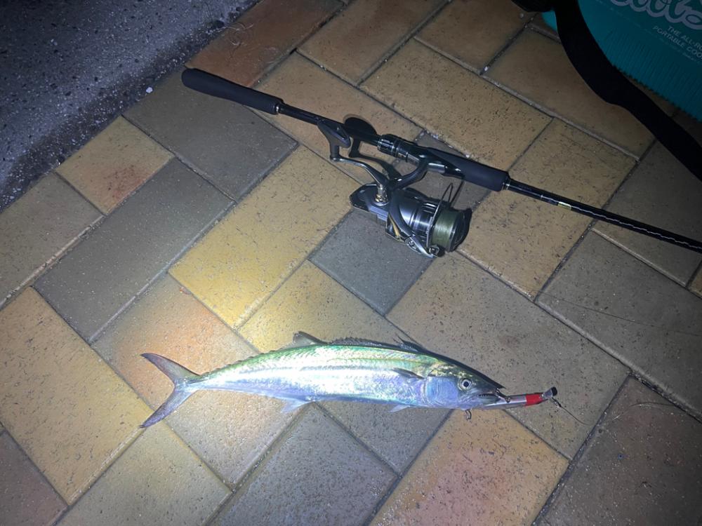 今年はじめてのサゴシ