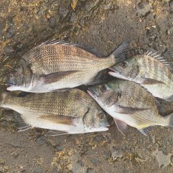 フカセ釣りでチヌ釣り