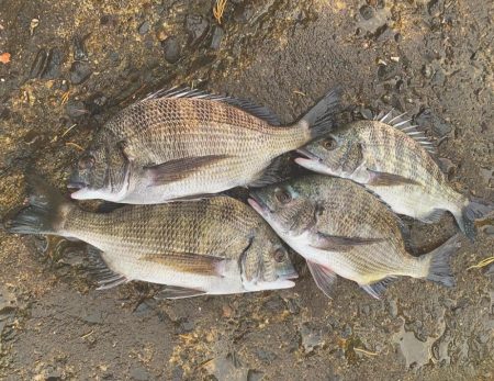 フカセ釣りでチヌ釣り