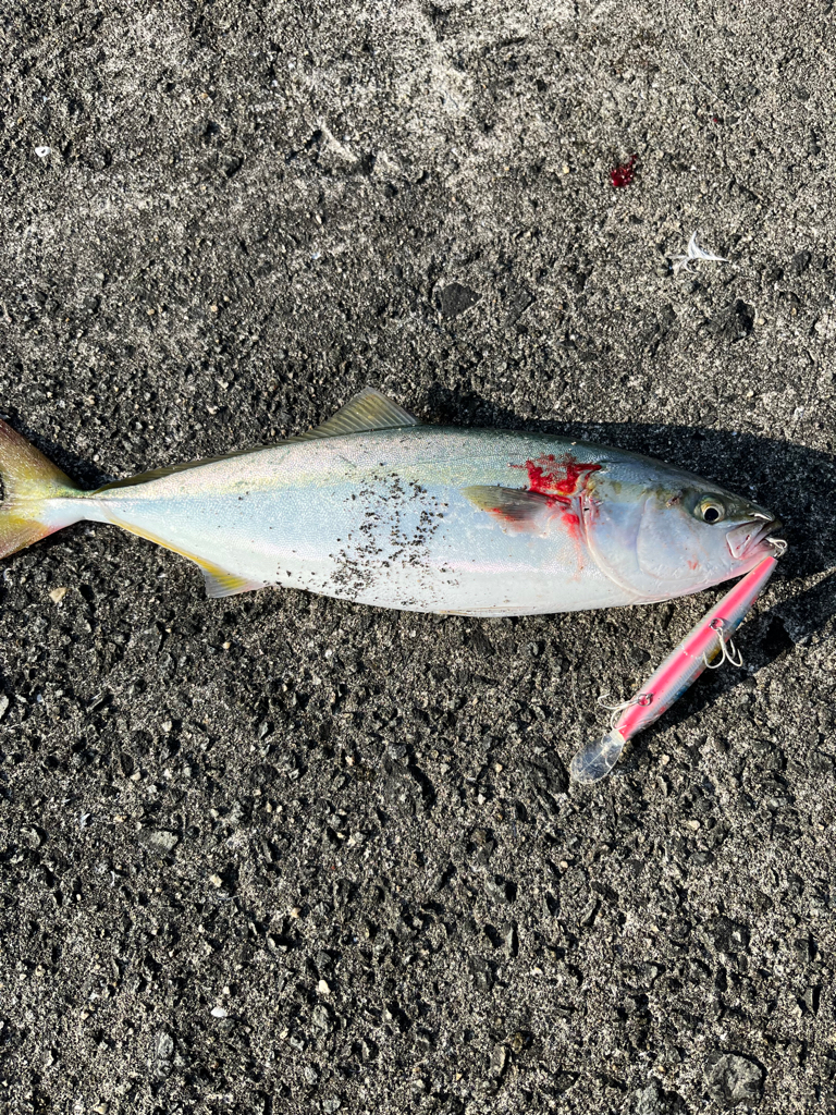 大阪湾青物祭り参戦