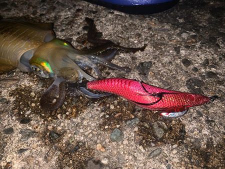 何を投げるか迷ったらとりあえず墨族