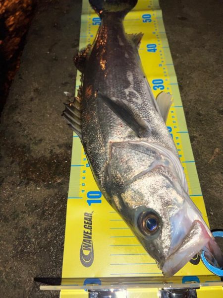 ブレイク付きシーバス