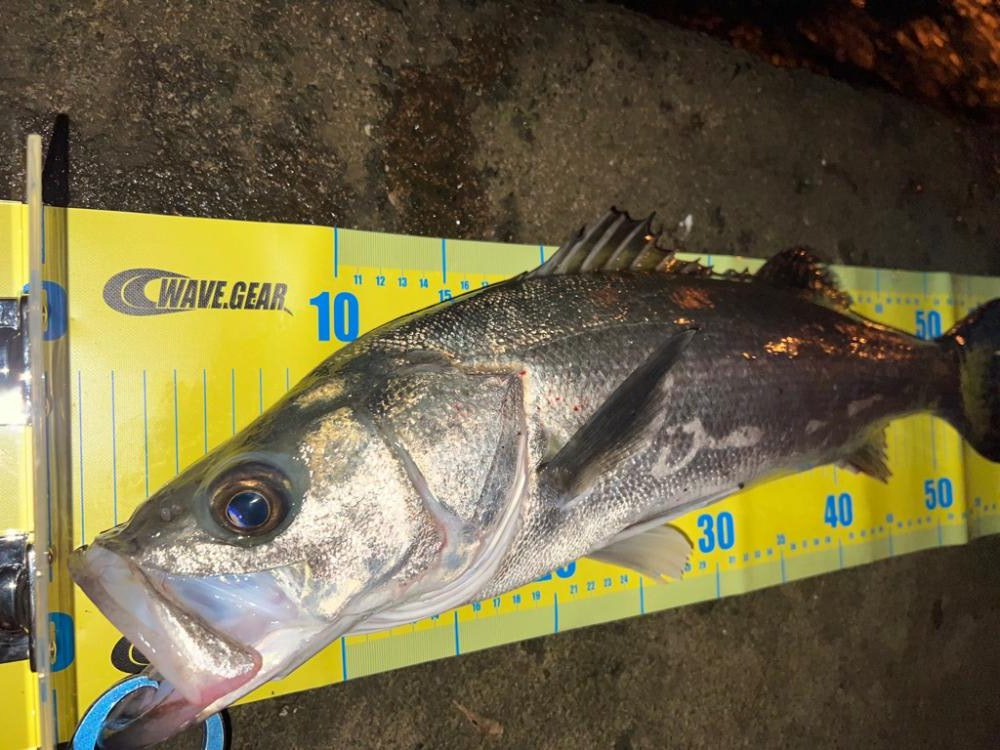 ブレイク付きシーバス