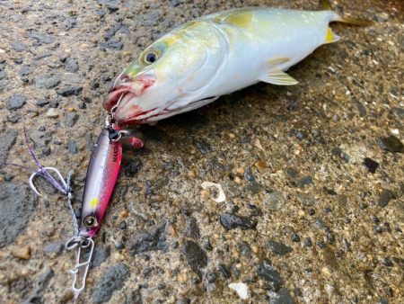 マキマキは巻き倒してナンボにゃー。