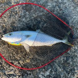 セットアッパーでメジロ