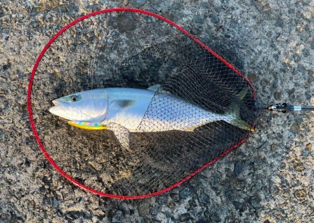 セットアッパーでメジロ