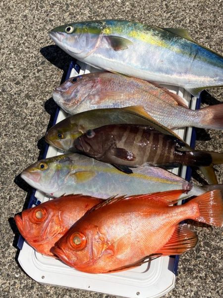 落とし込み&根魚五目