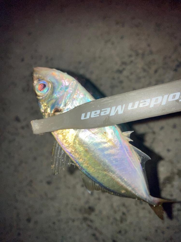 台風前のアジング