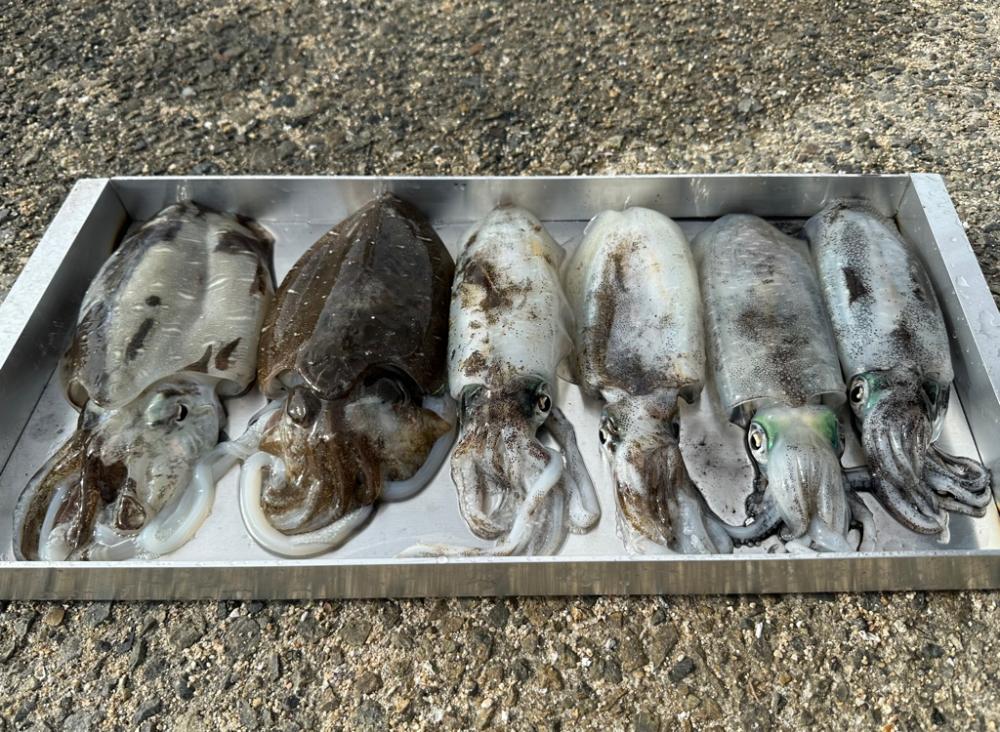 初ティップラン