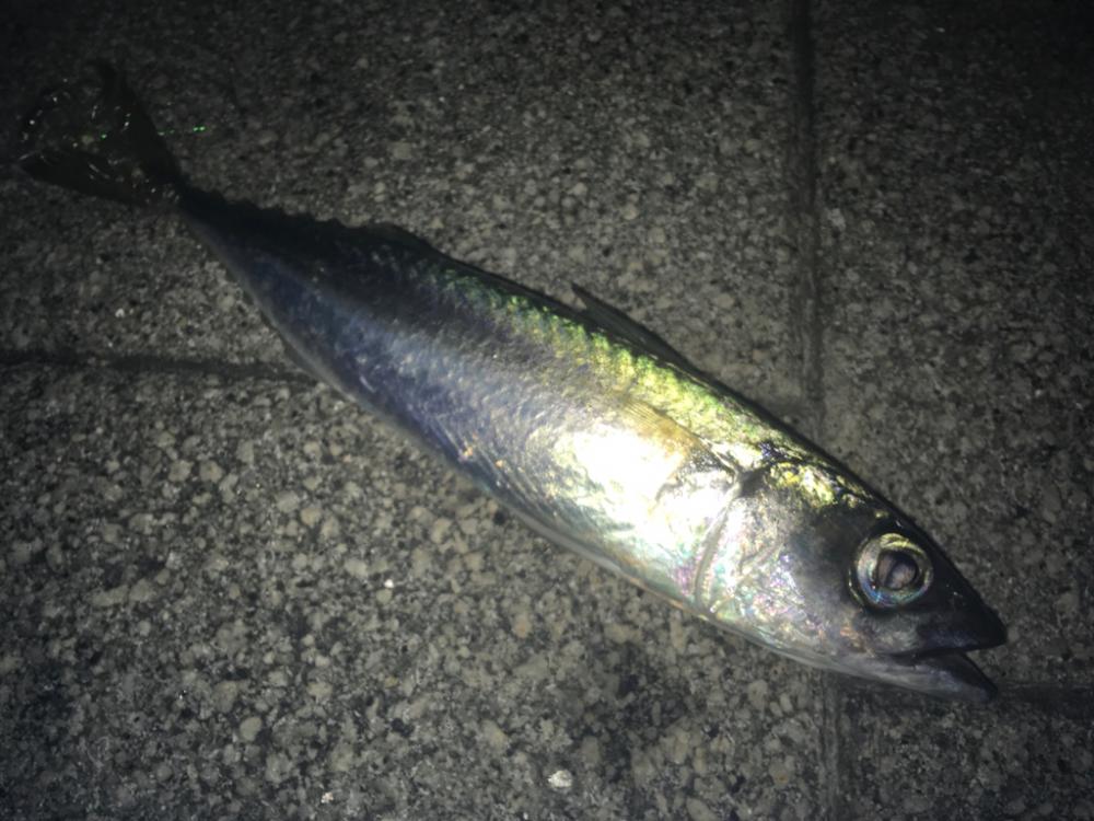 道糸をぶち切られ‥