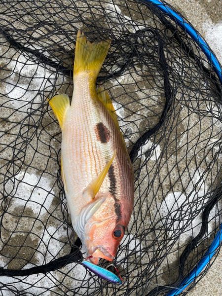 平戸市大島　瀬渡