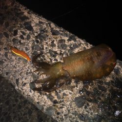 もうちょいサイズアップしてからかなー