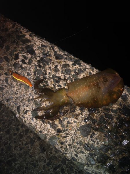 もうちょいサイズアップしてからかなー