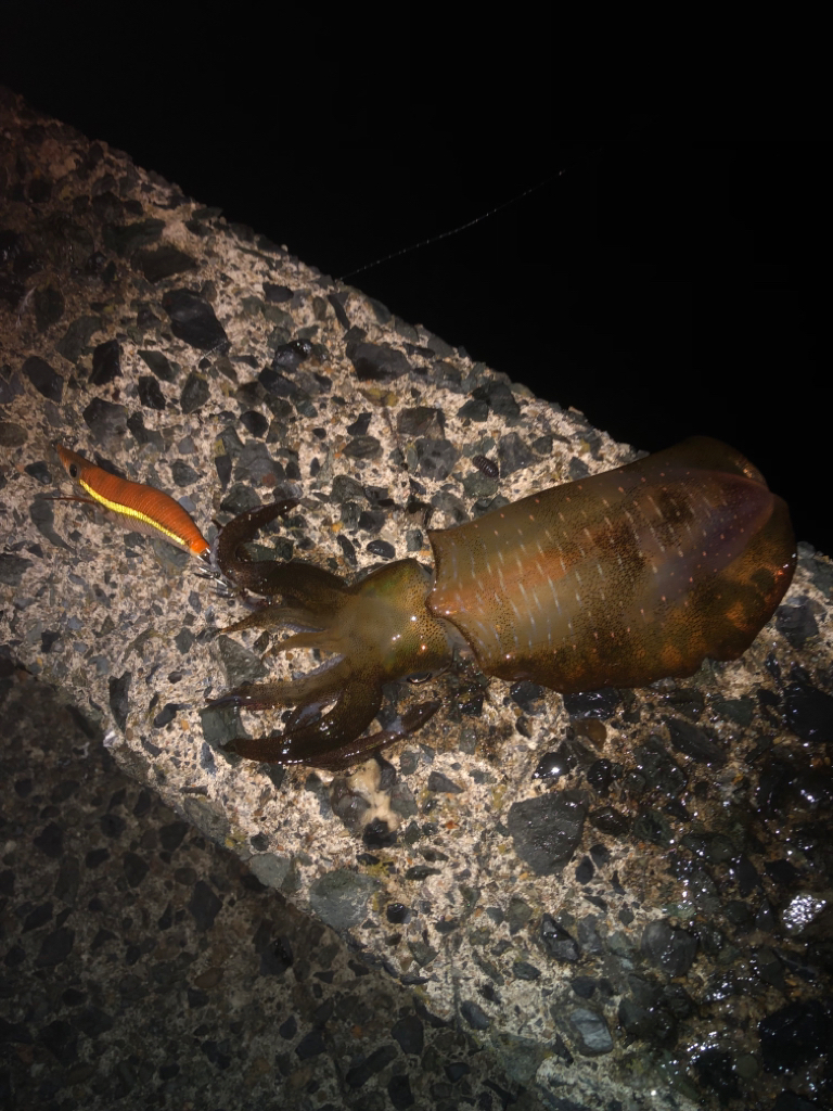 もうちょいサイズアップしてからかなー