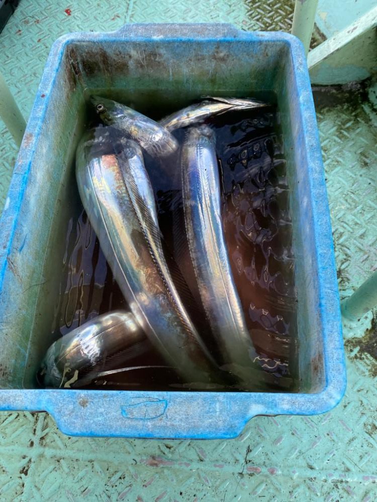 タチウオジギング