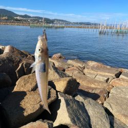 ちょい投げキス釣り