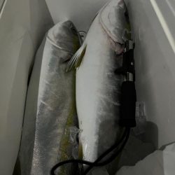 湾奥、サワラ調査