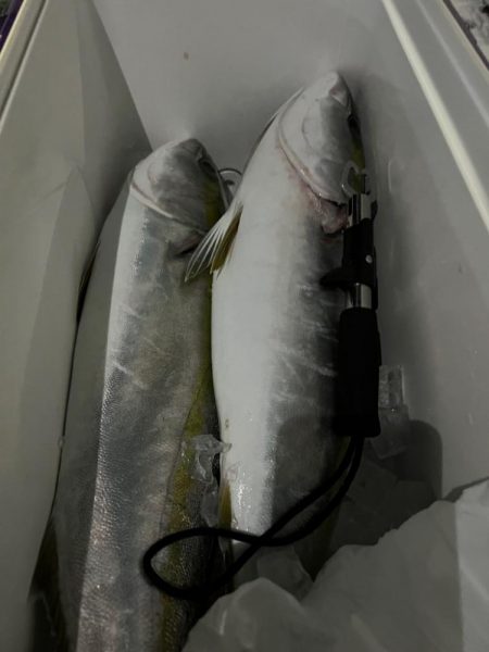 湾奥、サワラ調査