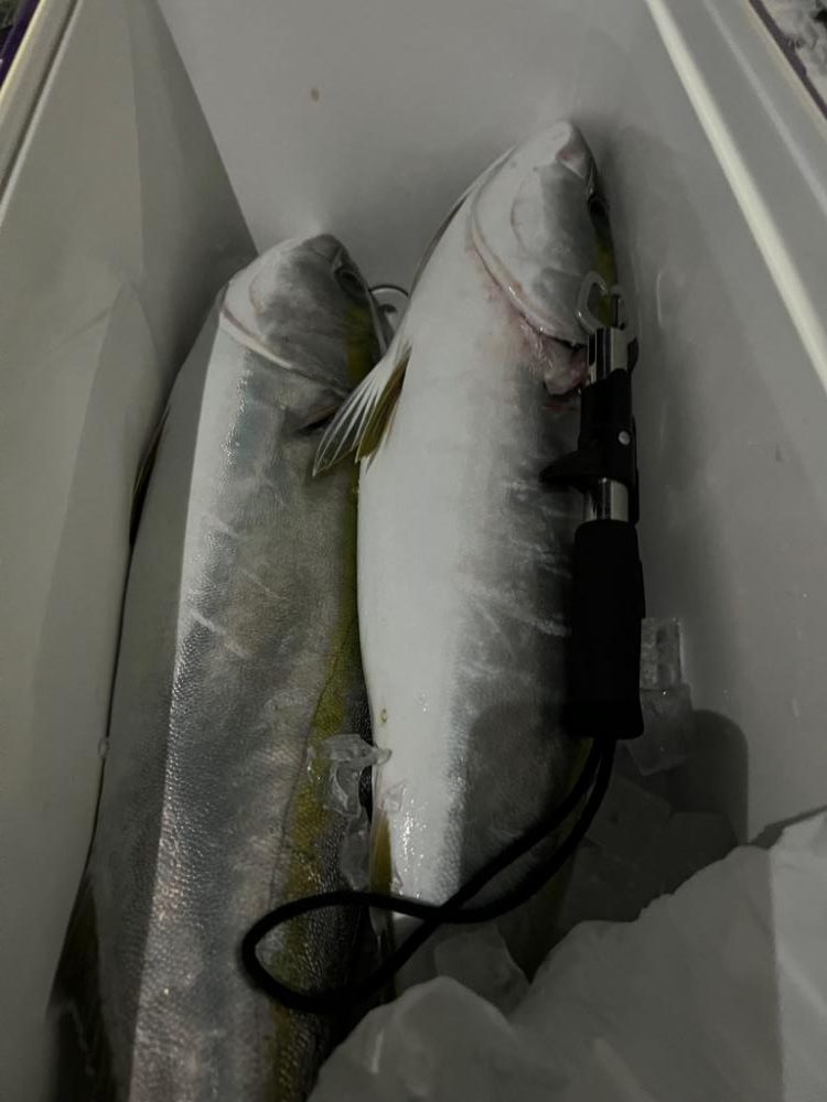 湾奥、サワラ調査