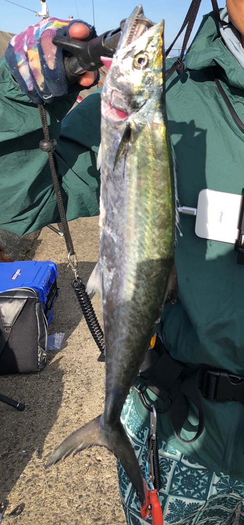 ハマチと今年初サゴシ