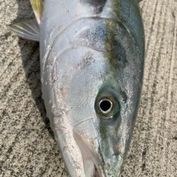 ショアジギング