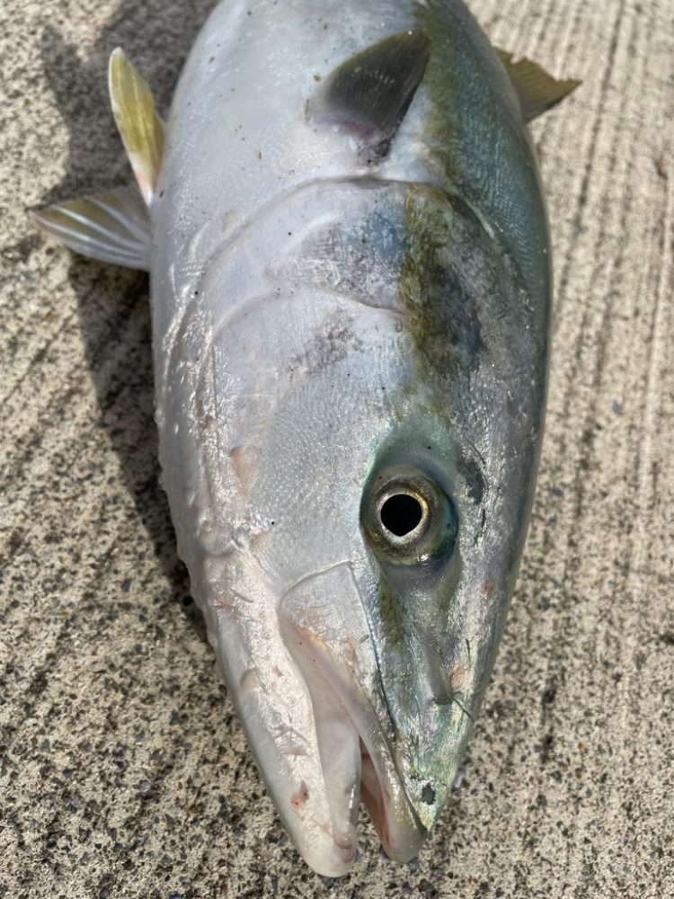 ショアジギング