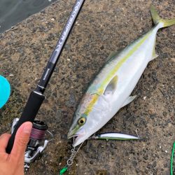 メジロ64センチ