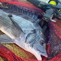 久々のチニングで大満足すぎる釣果!