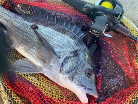 久々のチニングで大満足すぎる釣果！