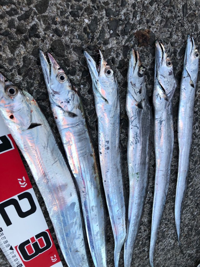 今年初太刀魚‼️