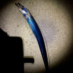 陸っぱり今期初タチウオ