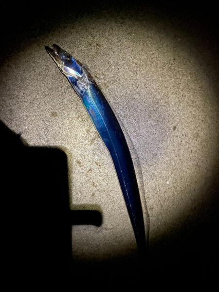 陸っぱり今期初タチウオ