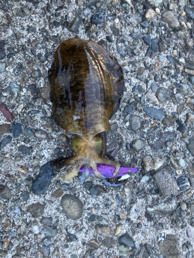 久々のアオリイカ