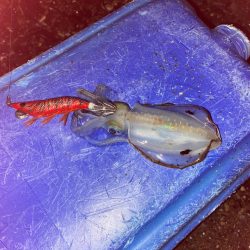 サーフエギング