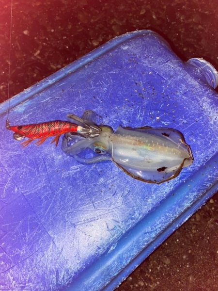 サーフエギング