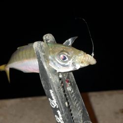 また爆風アジング