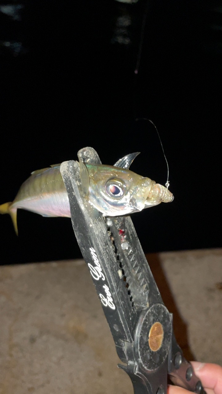 また爆風アジング