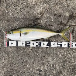 メジロサイズが多い。