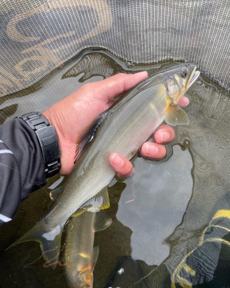 大鮎釣り