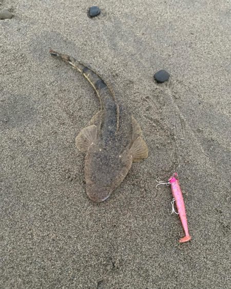 激荒れのサーフでマゴチ