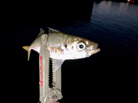 お久しアジング！