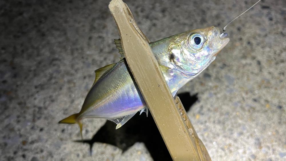 太刀魚時々アジ