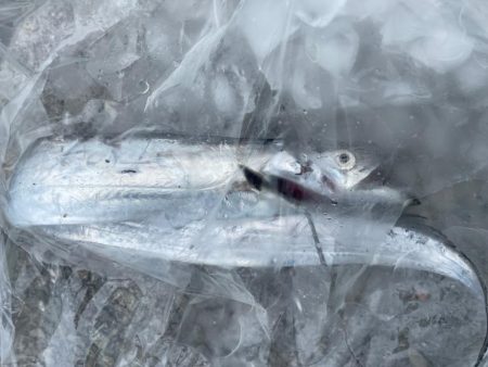 2022年　　ホーム初釣果‼…