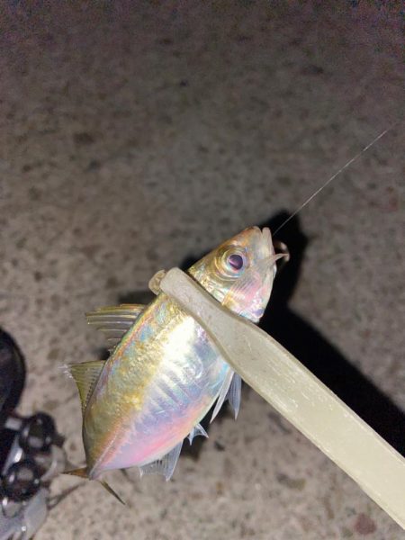 秋めいた夜釣り