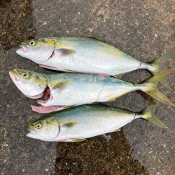 ハマチ〜ツバス