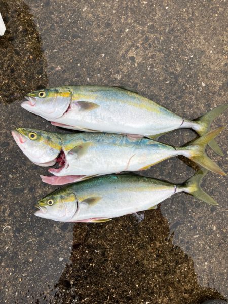 ハマチ〜ツバス