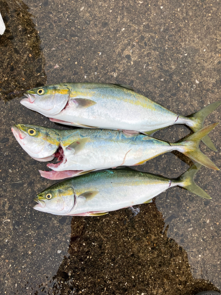 ハマチ〜ツバス